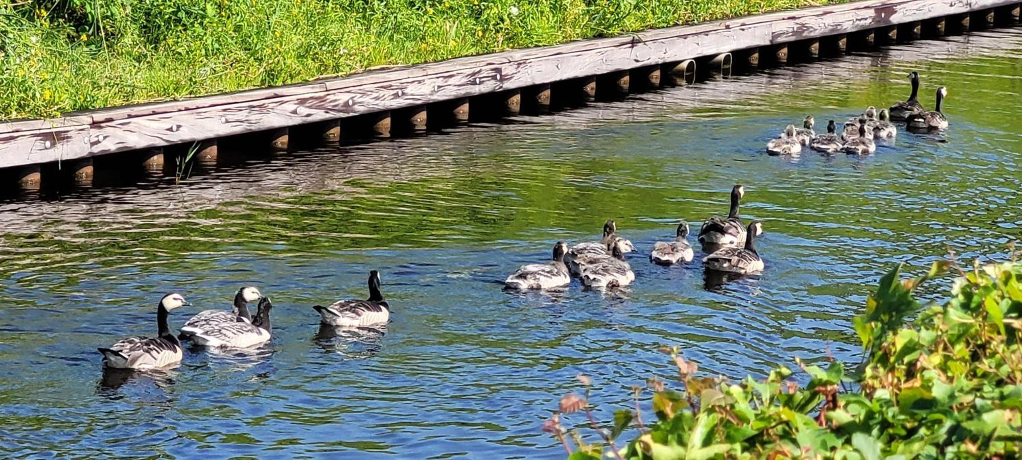 Chalet 36 Giethoorn Dış mekan fotoğraf
